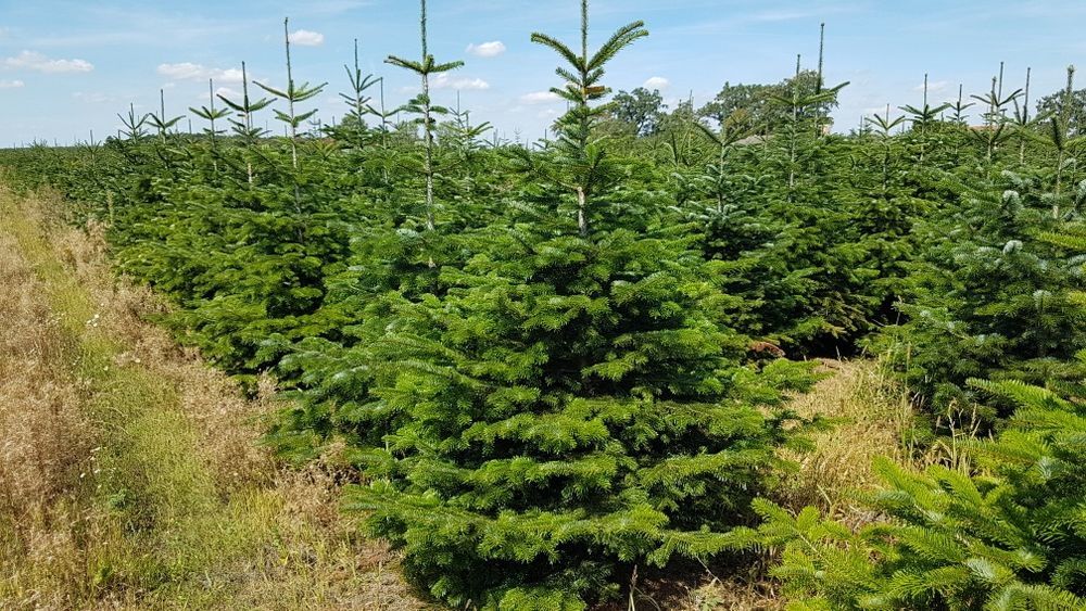 Choinki, jodła kaukaska, świerk srebrny, Cięte i w donicach