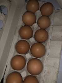 Ovos caseiros galinha