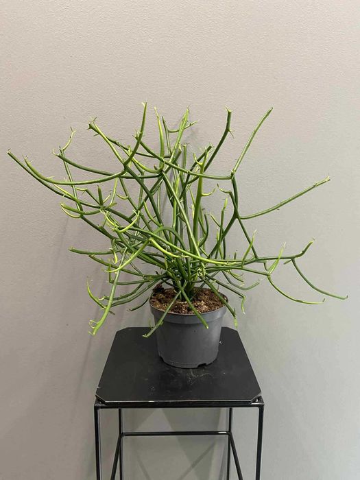 Euphorbia Tirucalli - Wilczomlecz Palczasty