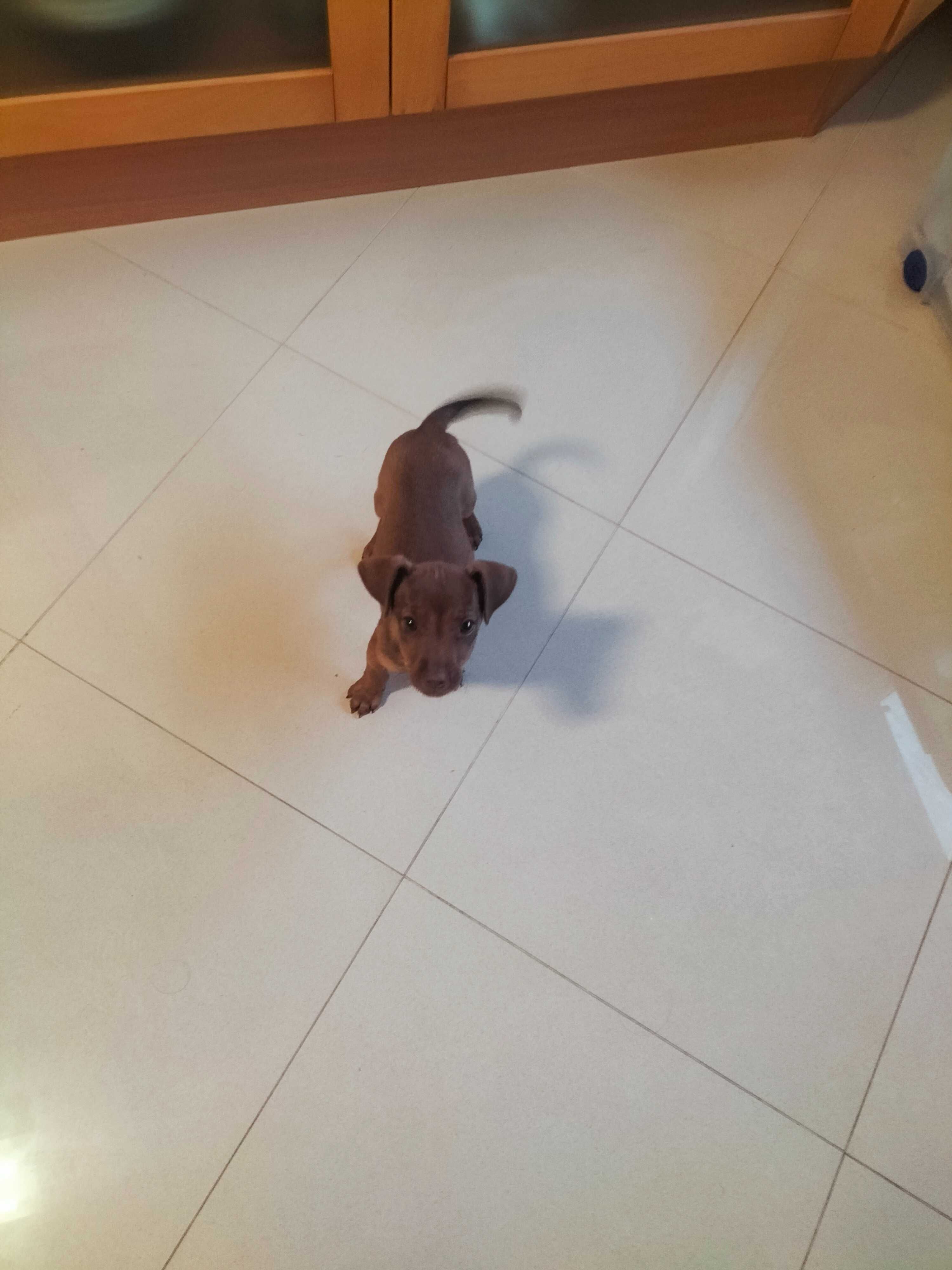 Pinscher fêmea 3 meses