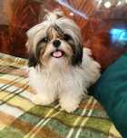 Piesek shih tzu z 3 szczepieniami, odchowany.