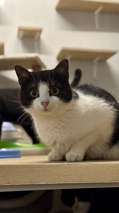 Velma – kotka, której FIV odbiera  marzenia o domu