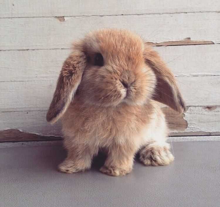 KIT Coelhos anões mini Lop holand, orelhudos muito dóceis