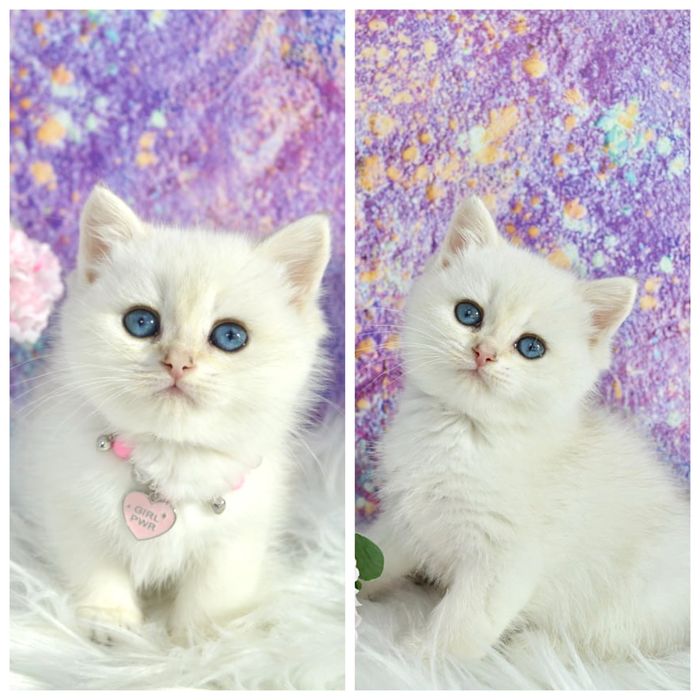 Британская золотая шиншилла пойнт