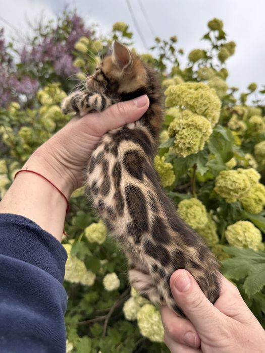 Бенгальські кошенята з документами