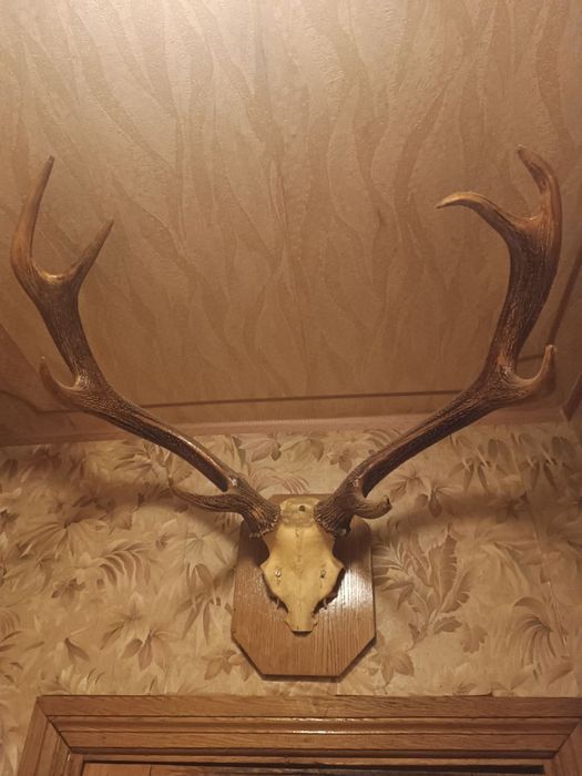 Роги оленя натуральні