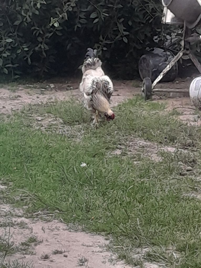 Kogut biały odchowany