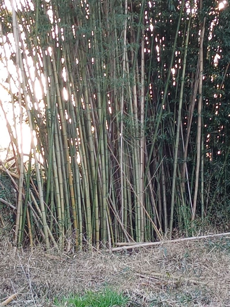 Canas de bambu para qualquer fim