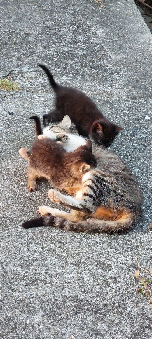 Gatinhos adopção