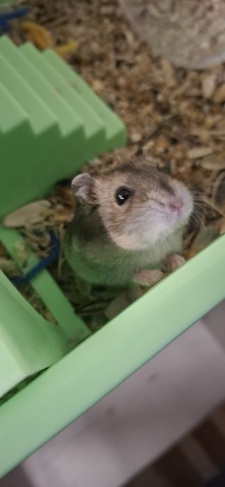 Vendo Hamsters Siberianos
