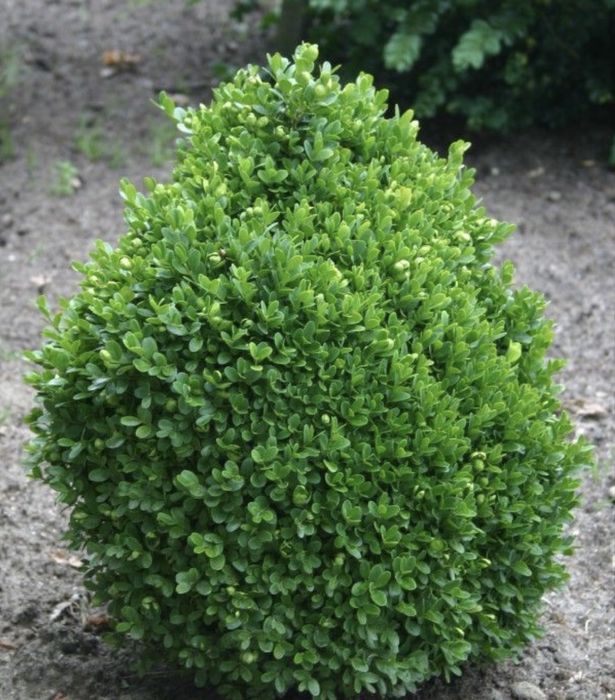 Самшит саджанці / Саженцы самшита