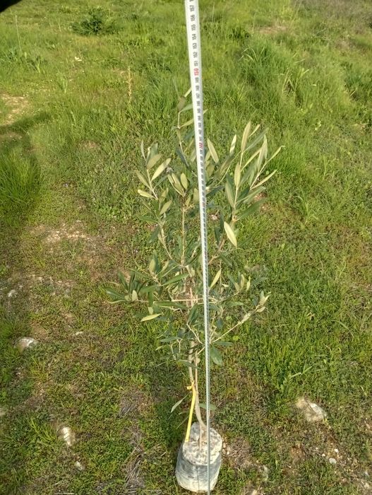 Drzewko Oliwki Europejskiej 140 cm wysokosci