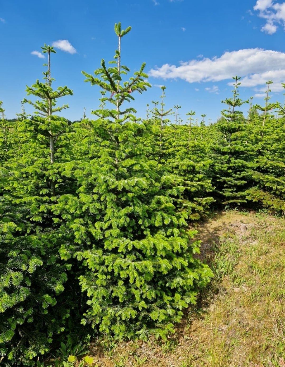 Choinki hurt/detal, jodła kaukaska z własnej plantacji