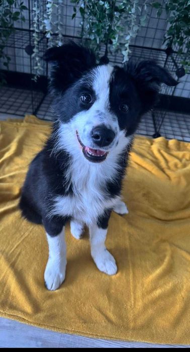 Border Collie - szczeniak suczka