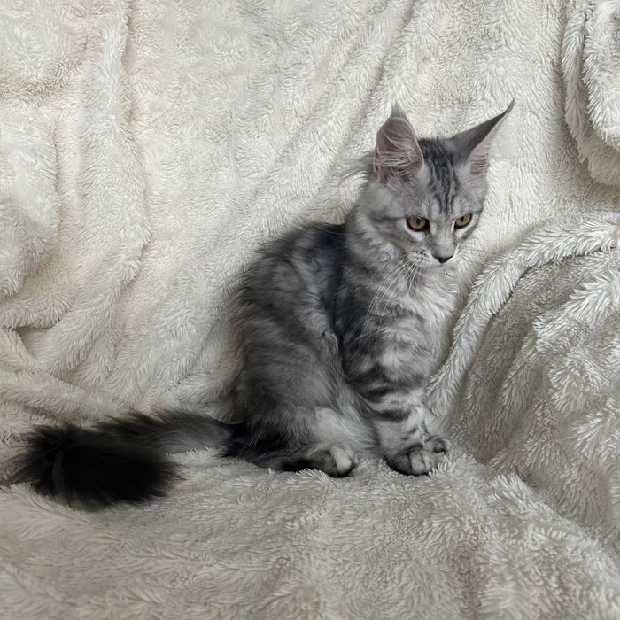 Alice , kotka Maine Coon linia Shaded