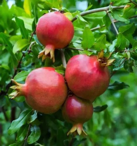 Плодові дерева. Саджанці плодових дерев. Персик, груша, гранат