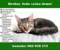 Kocurek Joda szuka kochanego domu