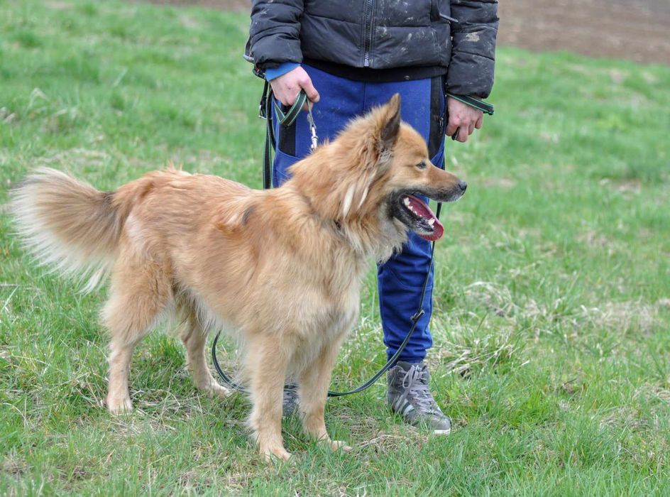 Buli pilnie potrzebuje domu