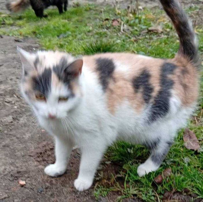 Молоденькі кішечки в добрі руки.