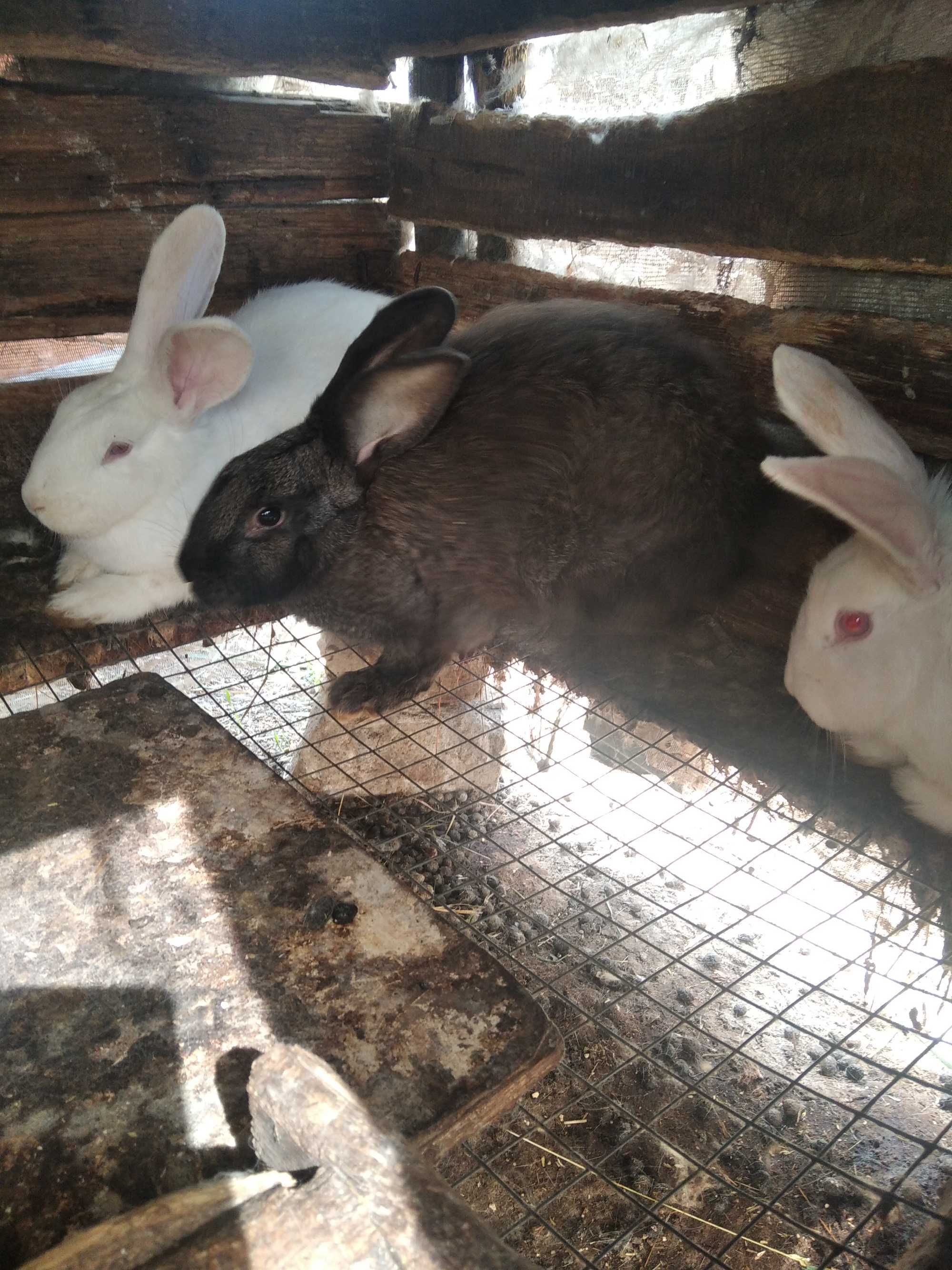 Продам кролів породисті вілікани
