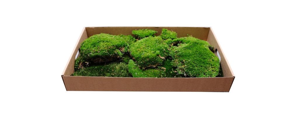 Mech poduszkowy ciemna zieleń 20g las w szkle 1szt las w słoiku ogród