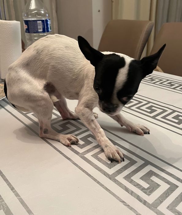 Chihuahua fêmea castrada