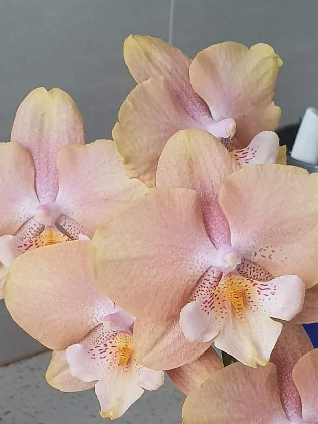 Сортова орхідея Phal. Younghome Walle 05102 big lip