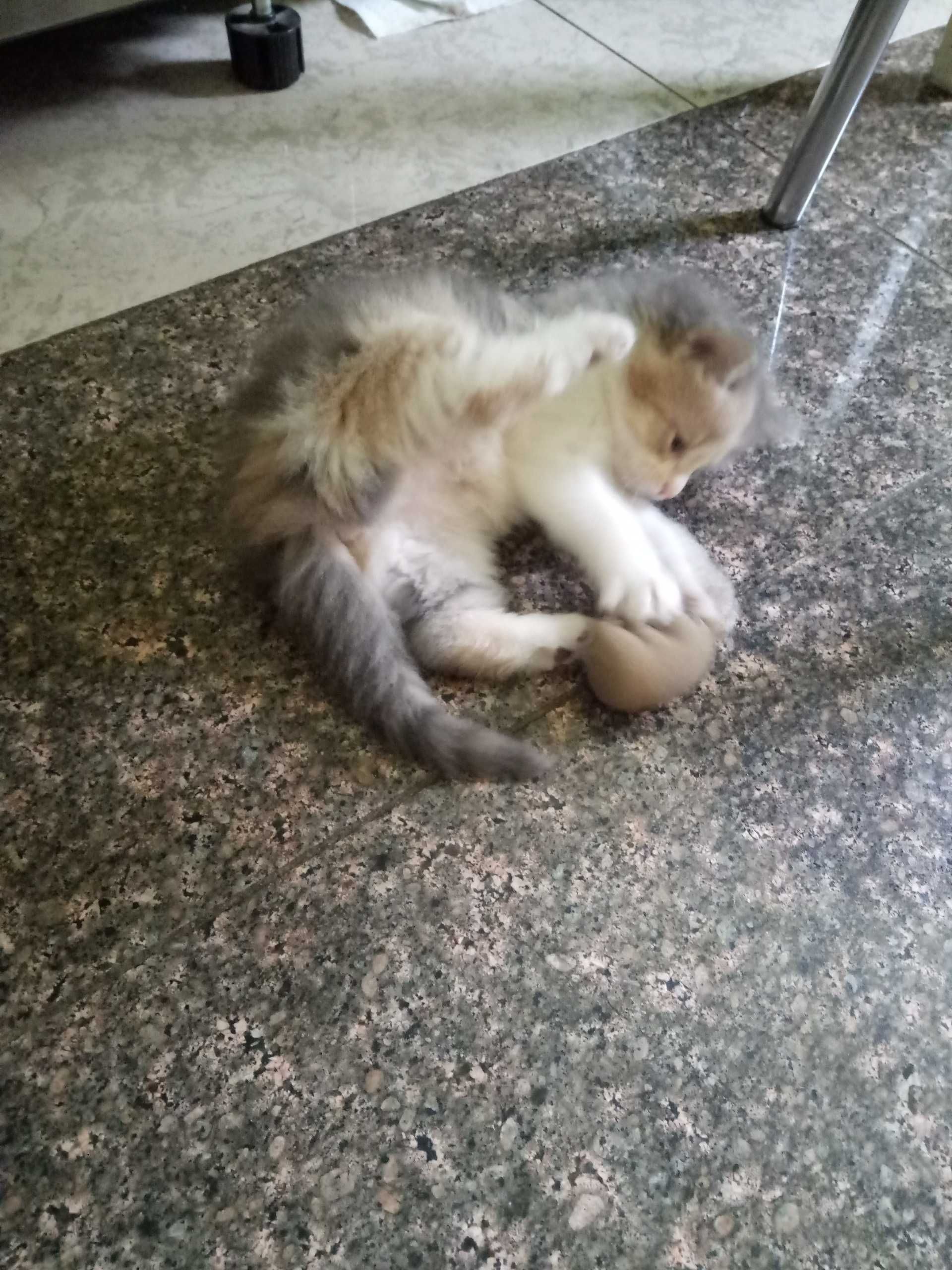 Котята-девочки 1 месяц