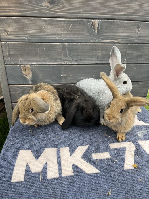 Mlode kroliki mieszańce