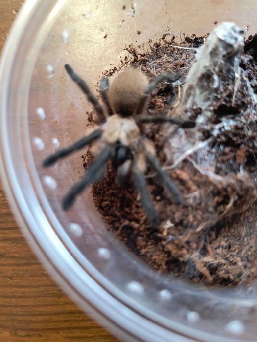 Monocentropus Balfouri SAMICZKI 3-4DC  __Możliwy Blik__