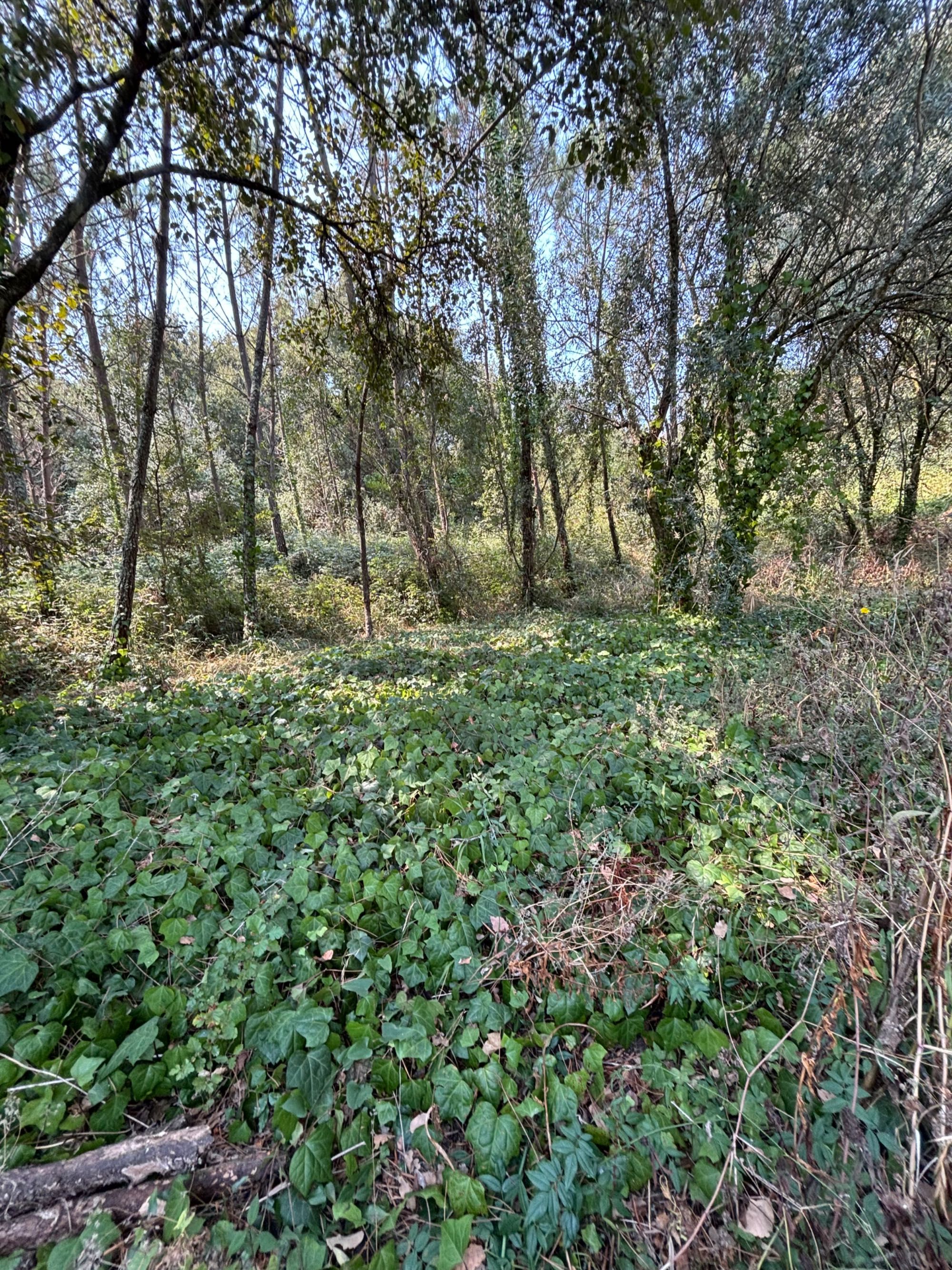 Vendo 2 Terrenos Rústicos 1800 m2 c/ poço em Opeia/Leiria