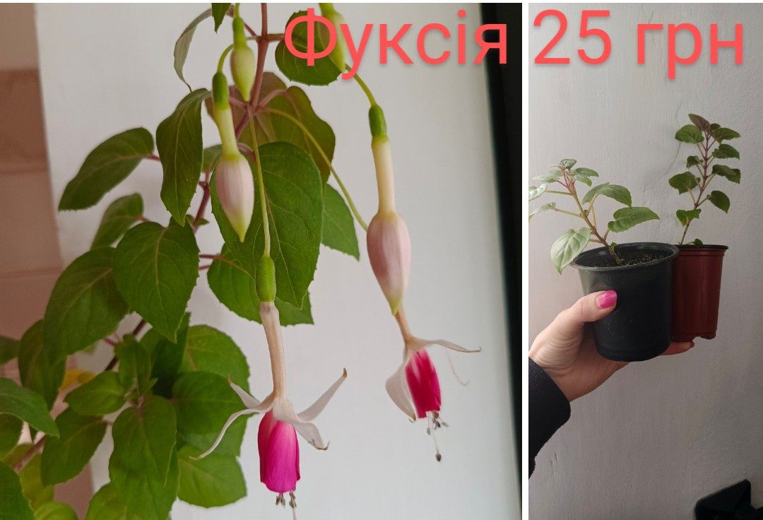 Продам кімнатні невибагливі рослини