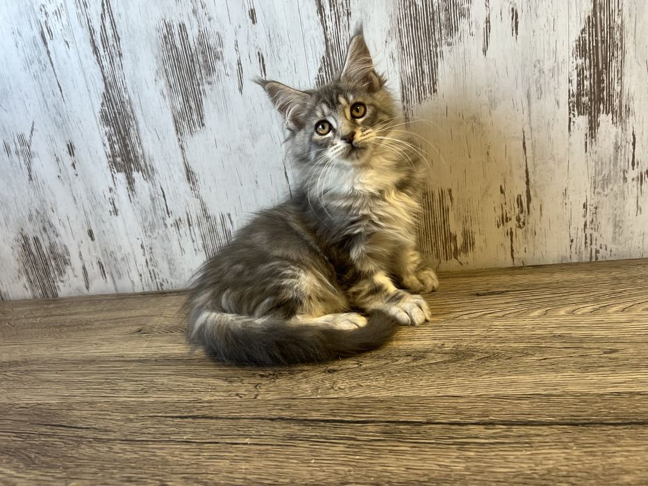 Maine Coon Kotka z Rodowodem