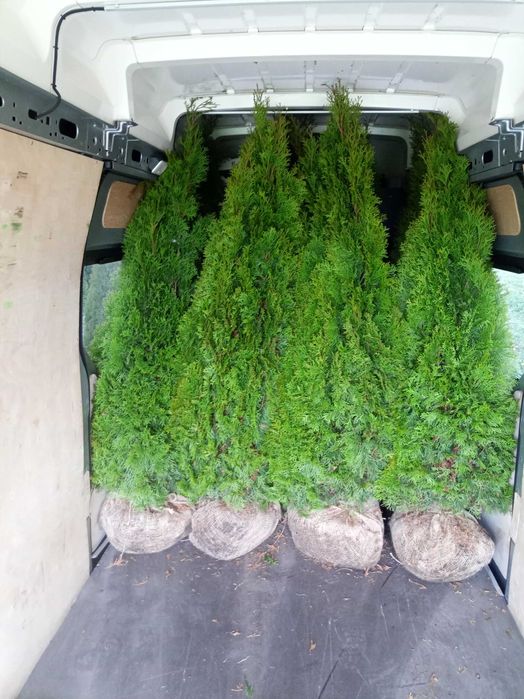 Promocja !!!  Tuje szmaragd z gruntu. Różne wysokości.  Piękne.