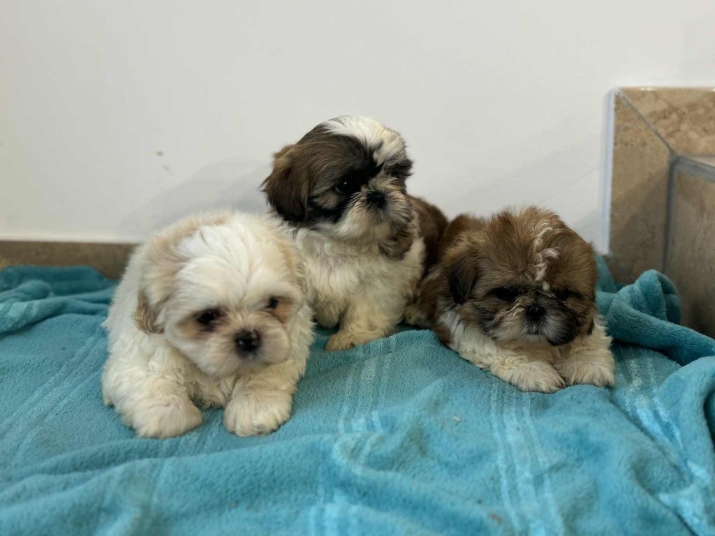 Szczenięta Shih Tzu