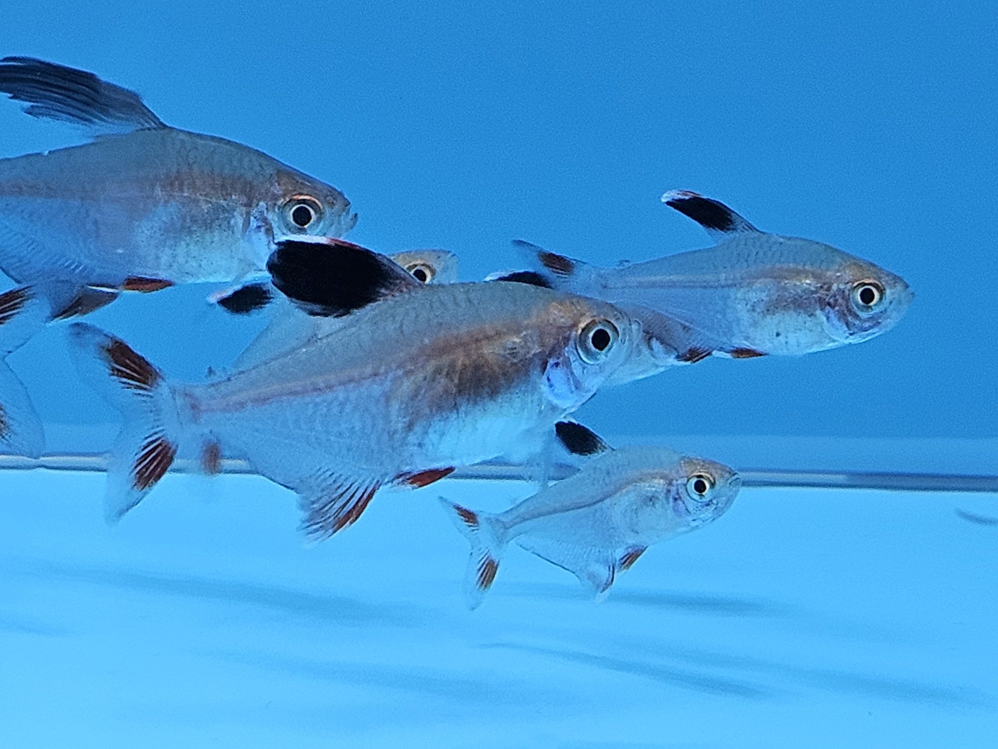 Bystrzyk ornatus/Fantom ornatus
