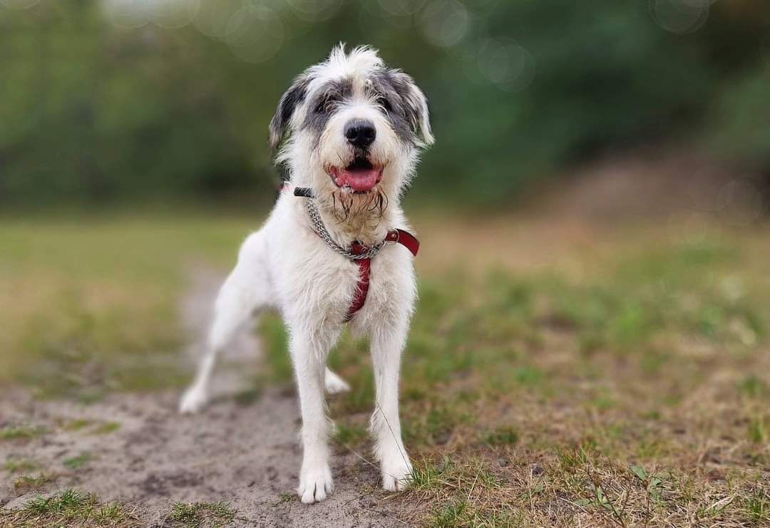 Terrier Reks szuka domu