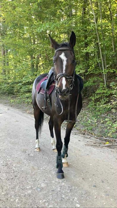 Sprzedam konia mojego faceta