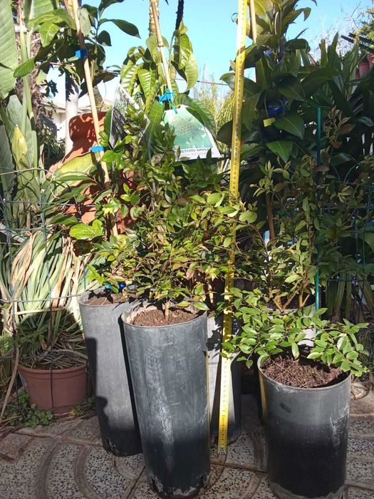 Arvores Jaca, Jabuticabas de Varios tamanhos enxertada e sem enxerto