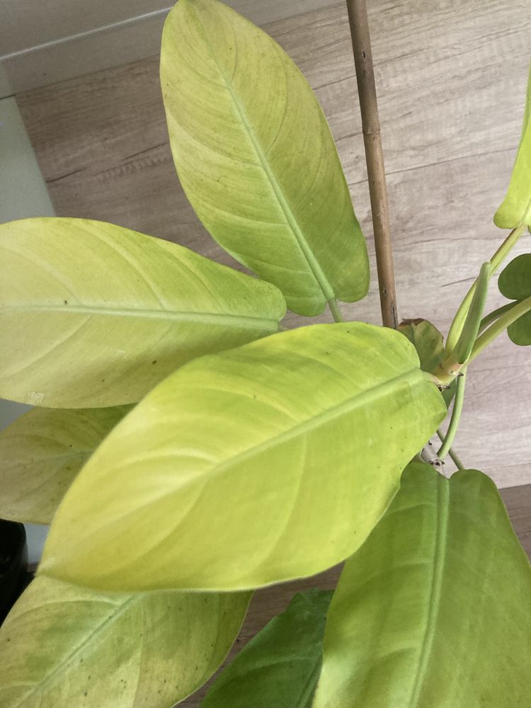 Philodendron Lemon Lime