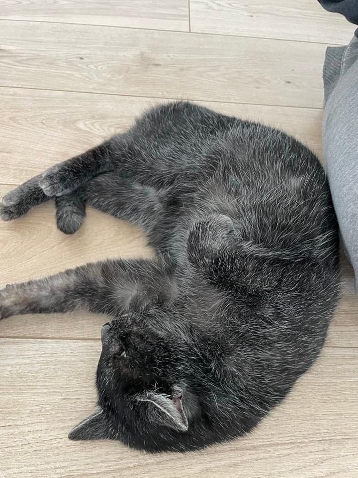 Czarno-szara koteczka do adopcji