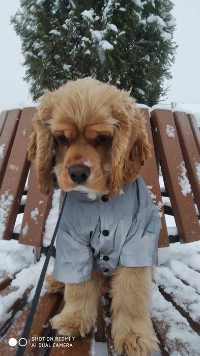 Американский кокер спаниель вязка