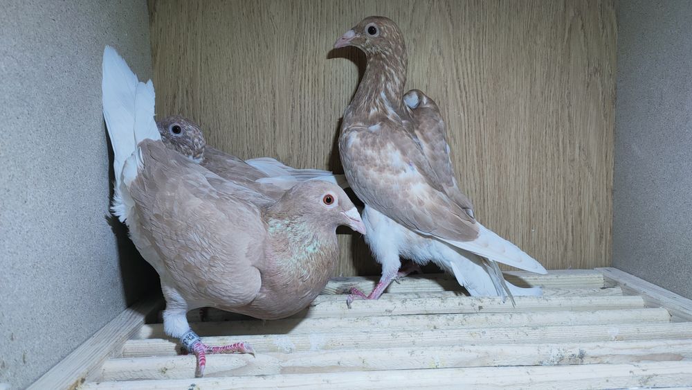 Gołębie pocztowe młode żółte