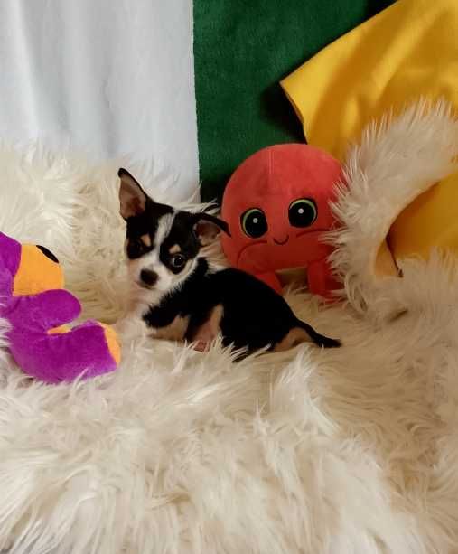 Chihuahua chłopiec