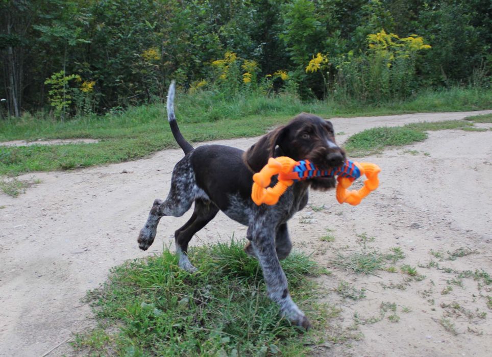 Wyżeł niemiecki szorstkowłosy / pies