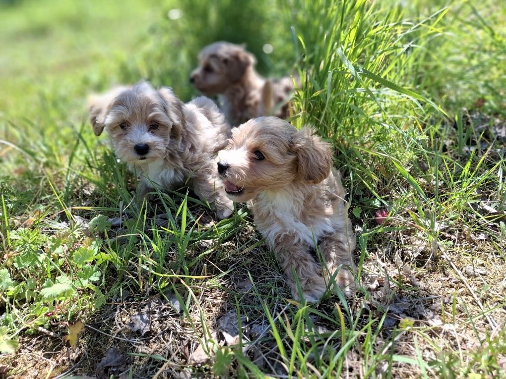 Maltipoo szczeniaki