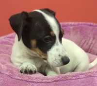 Jack russell terrier suczka numer 1