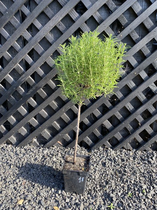 Туя на штамбі Самшит на штамбі Бересклет на штамбі Вейгела на штамбі