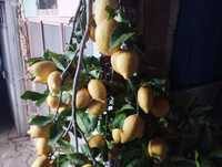 Limões caseiro biológico