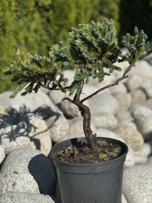 Formowane Bonsai cyprysik, sosna czarna,cis,jałowiec,laurowiśnia,jodła
